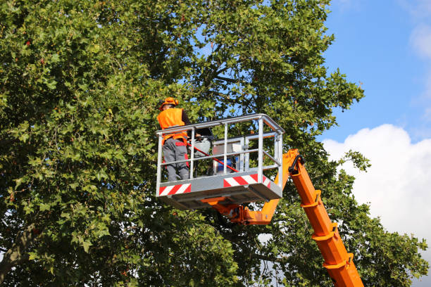 Best Utility Line Clearance  in Elon, NC